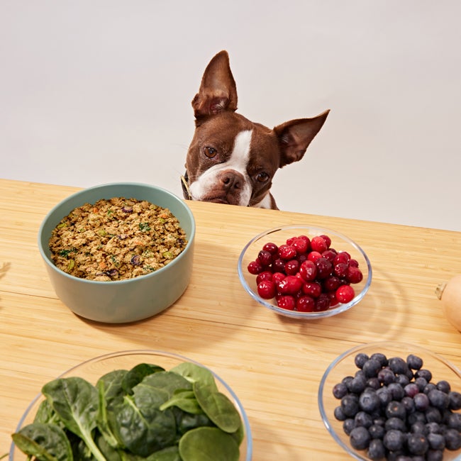 dog looking at raw ingredients