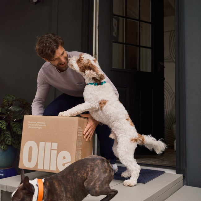 Ollie package being delivered