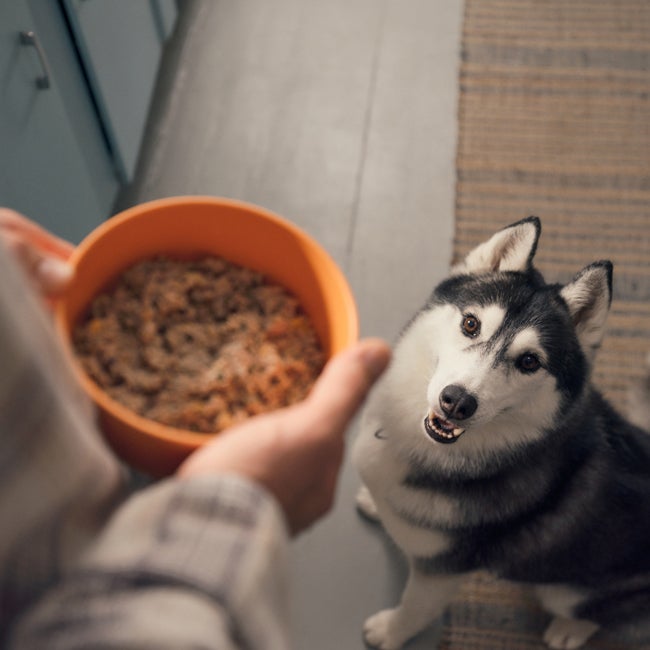dog with food bowl