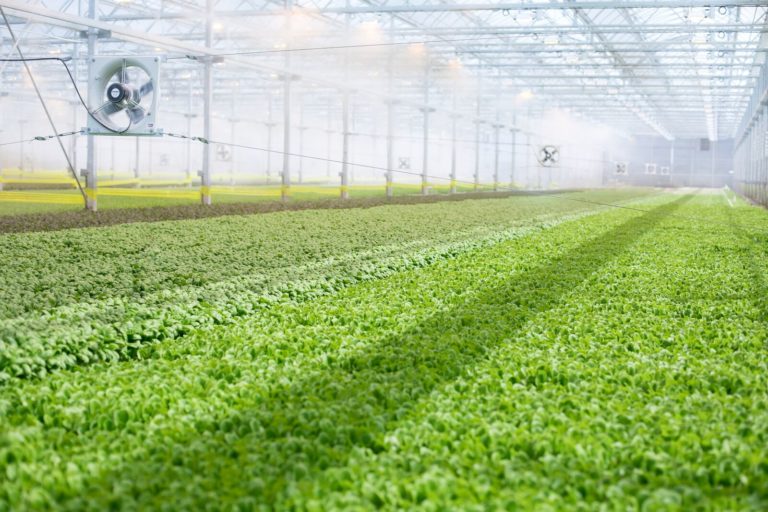 BrightFarms Doubles Funding with $55m Series D