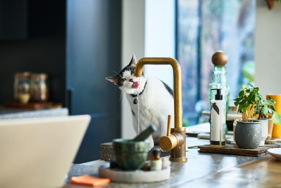 How The Pet Economy Is Working To Be Investor’s Best Friend