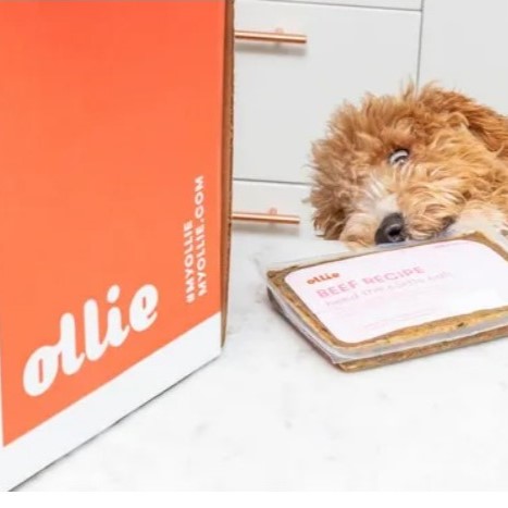 Best Dog Food Delivery Services for 2024
